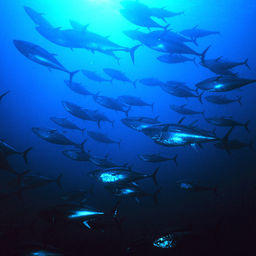 Стая синеперых тунцов (Thunnus thynnus). Фото Danilo Cedrone (United Nations Food and Agriculture Organization), («Википедия»)