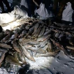 В браконьерском улове преобладали муксун и арктический омуль. Фото пресс-службы Следственного управления СК России по Республике Саха (Якутия)