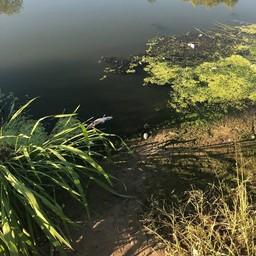 Погибшая рыба на реке Цна в районе села Донское. Фото пресс-службы Московско-Окского теруправления Росрыболовства