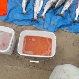 Хранение и обработка продукции осуществлялись в антисанитарных условиях, без соблюдения соответствующих технологий. Фото пресс-службы Погрануправления ФСБ России по Сахалинской области
