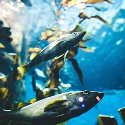 Посетители выставки смогут понаблюдать за морскими обитателями. Фото пресс-службы ESG