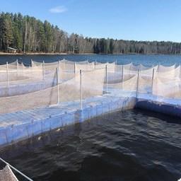 Предприятие расположено на участке Глубоченского водохранилища. Фото пресс-службы Нижне-Обского филиала Главрыбвода