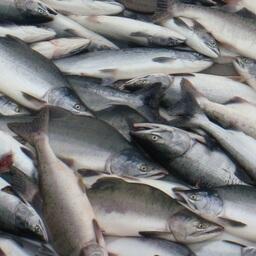Уловы горбуши в подзоне Приморье в Хабаровском крае пока небольшие. Архивное фото