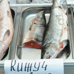 Камчатский кижуч едет и на прилавки других регионов страны