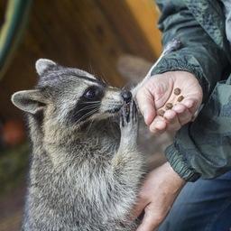Здесь можно войти даже в гости к енотам-полоскунам, но только в сопровождении сотрудника зоопарка. Фото из Instagram зоопарка «Садгород»
