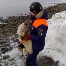 Беспомощный нерпенок обрел приют в колымском зоопарке. Фото пресс-службы магаданского филиала ДВРПСО МЧС