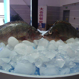 13-я Международная выставка «China Fisheries & Seafood Expo». Циндао, ноябрь 2008 г.
