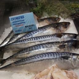 Атлантическая скумбрия