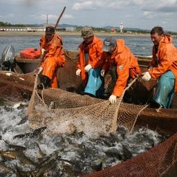 Добыча лосося в Сахалинской области