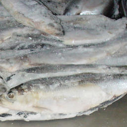 Мороженая сельдь