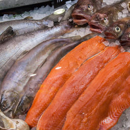 Рыба и морепродукты съехались на выставку со всех уголков мира