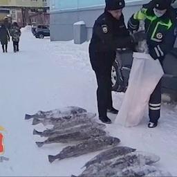 Машину с нелегальным уловом остановили сотрудники ДПС. Фото пресс-службы ГУ МВД России по Красноярскому краю