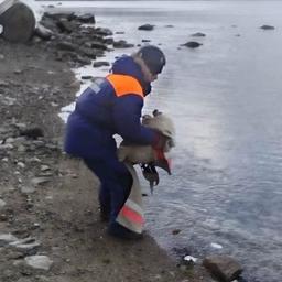 Беспомощный нерпенок обрел приют в колымском зоопарке. Фото пресс-службы магаданского филиала ДВРПСО МЧС