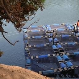 Молодые люди работают на своей рыбной ферме на востоке Гвинеи-Бисау. Фото ФАО/Mamadou Sene