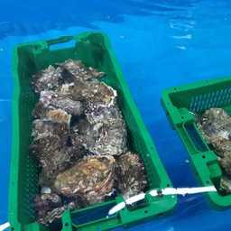 Работы, проводимые в научно-производственном центре ТИНРО, позволят развивать выращивание устриц
