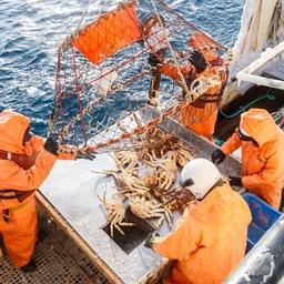 В прошедшем году суда «Антея» нарастили суммарный вылов краба почти на 3% по сравнению с 2020 г. — до 14,1 тыс. тонн. Фото пресс-службы группы компаний
