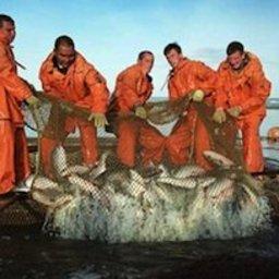 Добыча лосося на Чукотке. Фото с сайта www.rusfishing.ru