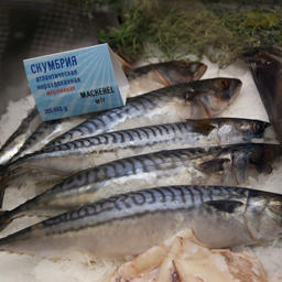 Атлантическая скумбрия