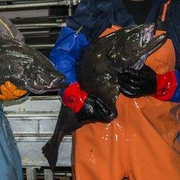 Черные палтусы, добытые на Дальнем Востоке