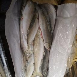 В порту Санкт-Петербурга проверили дальневосточную рыбную продукцию, прибывшую Северным морским путем. Фото пресс-службы Россельхознадзора