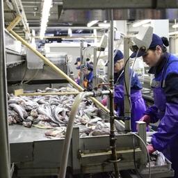 Переработка минтая на курильском заводе