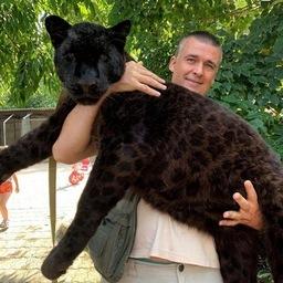 Пантера Арчи тоже вырос на глазах посетителей зоопарка. Фото из Instagram зоопарка «Садгород»