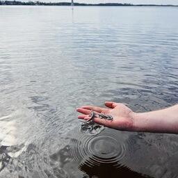 Молодь ценной рыбы выпустили в Угличское водохранилище. Фото пресс-службы Московско-Окского теруправления Росрыболовства