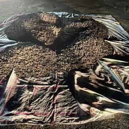 В ходе дальнейших разбирательств правоохранители в Приморье нашли трепанг. Фото пресс-группы регионального пограничного управления