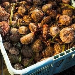 Добытый на Южных Курилах серый морской еж. Фото ЮКРК