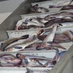 Вылов минтая в Охотском море к началу недели превысил 124,4 тыс. тонн