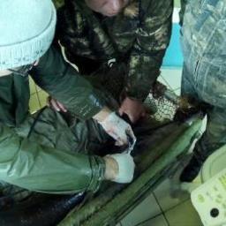 На Анюйском рыбоводном заводе провели бонитировку производителей калуги и амурского осетра. Фото - пресс-службы Амуррыбвода