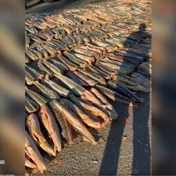 Рефрижератор с 1805 тушами осетра был задержан на посту ДПС. Скриншот оперативного видео УФСБ по Астраханской области