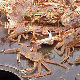 Краб-стригун опилио