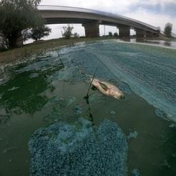 Погибший серебряный карась в ерике Малый Ланчуг. Фото пресс-службы КаспНИРХ