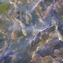 Сейчас хозяйства, занимающиеся разведением пресноводной форели, несут дополнительную финансовую нагрузку из-за НДС в 20%