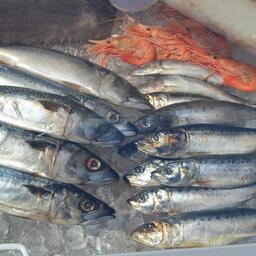Продукция на рыбном рынке ВЭФ-2021