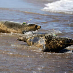 Семь детенышей серого тюленя вернулись в море после реабилитации. Фото пресс-службы ВНИРО