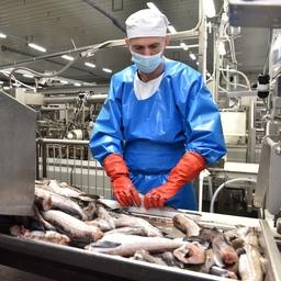 Размерный состав минтаевых уловов и качество сырья позволяет наращивать выпуск продукции глубокой переработки