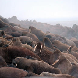 Лежбище моржей. Фото Виктора Никифорова (WWF России)