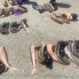 В багажнике «жигулей» была обнаружена нелегальная осетрина. Фото пресс-службы ГУ МВД России по СКФО