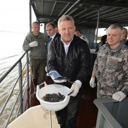 Губернатор Хабаровского края Вячеслав ШПОРТ принял участие в выпуске молоди осетра в Амур. Фото пресс-службы правительства региона