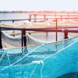 На выставке Seafood Expo Russia в Санкт-Петербурге появится новый сектор – «Аквакультура». Фото пресс-службы ESG