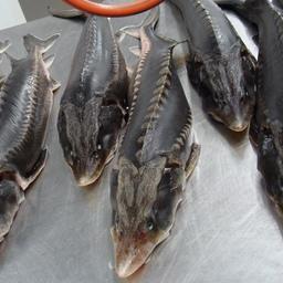 Эксперимент по маркировке товаров хотят провести, в частности, с продукцией из осетровых
