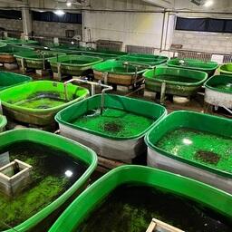 Сейчас завод испытывает сложности с обеспечением качественной водой. Фото пресс-службы Главрыбвода