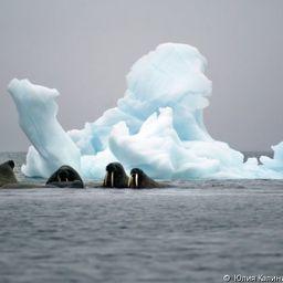 Атлантический морж на Земле Франца-Иосифа. Фото Юлии Калиничевой