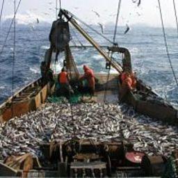 С 1 января по 9 апреля в северной части Охотского моря проходил сезон «А» минтаевой путины. Фото пресс-службы КамчатНИРО