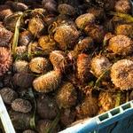 Серый морской еж, добытый на Курилах. Фото ЮКРК