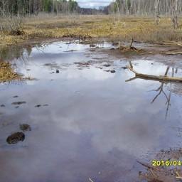 Несанкционированный сброс воды Успенской плотиной осушил нерестилища реки Клязьма. Фото пресс-службы Московско-Окского теруправления Росрыболовства.