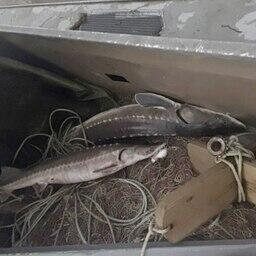 В Хабаровском крае членов «осетровой» ОПГ взяли с поличным во время промысла на Амуре. Фото пресс-службы регионального УМВД