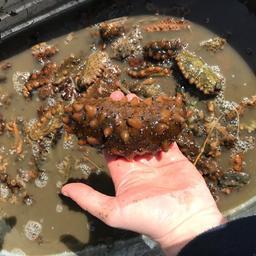 Более 1 тыс. живых «морских огурцов» выпустили в море. Фото пресс-группы Погрануправления ФСБ России по Приморскому краю